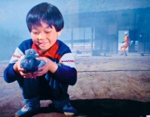 伝書バト